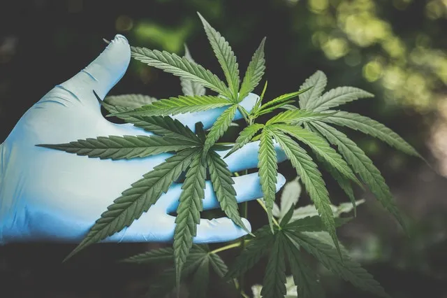 A gloved hand holding a cannabis plant